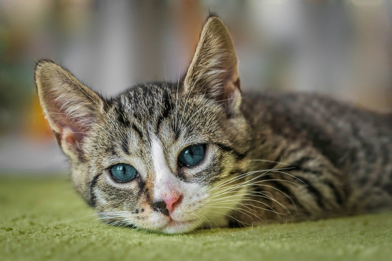 고양이 약먹이기